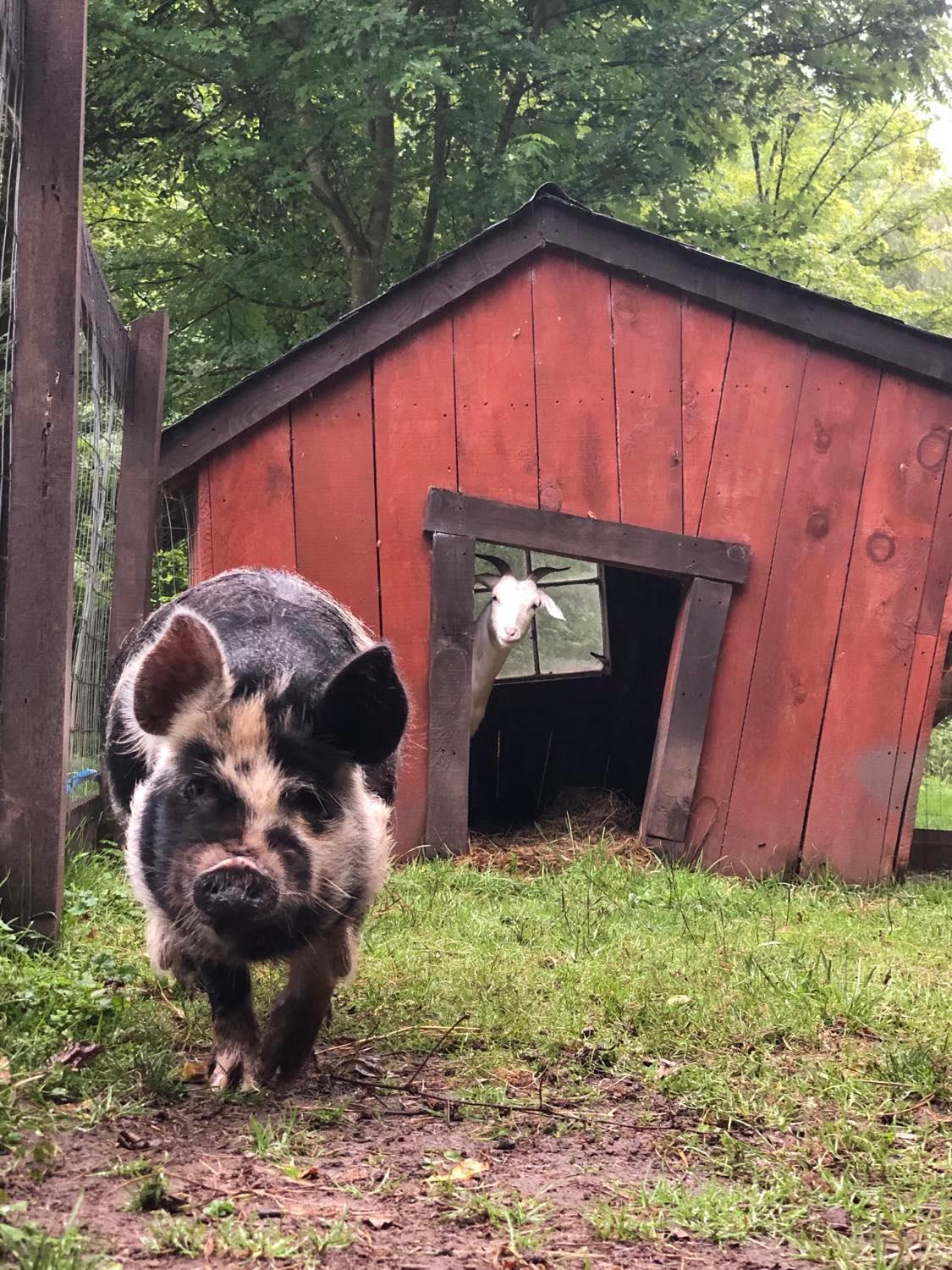 The Renovated Barn At Seneca Rocks Βίλα Εξωτερικό φωτογραφία